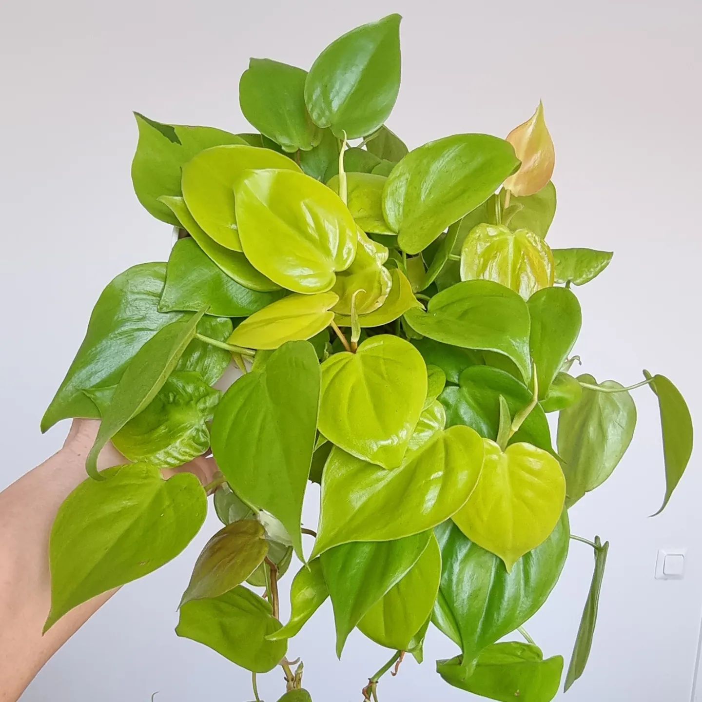 How To Grow And Care For Yellow Houseplants