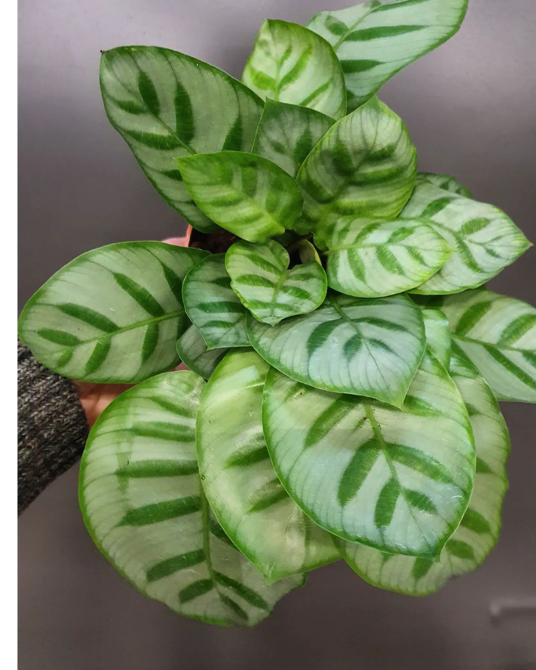 Caring For Green Houseplants