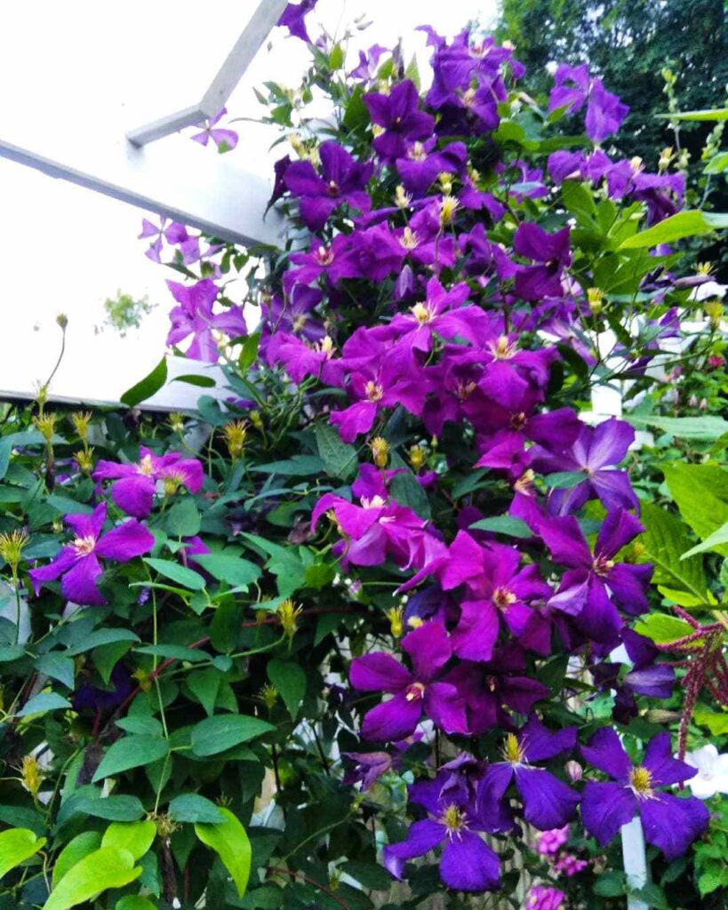 How To Grow And Care For Clematis