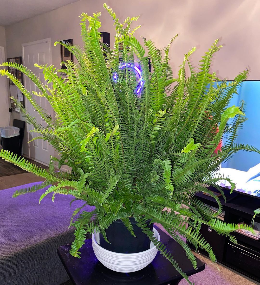 Care Requirements For Fern Plants