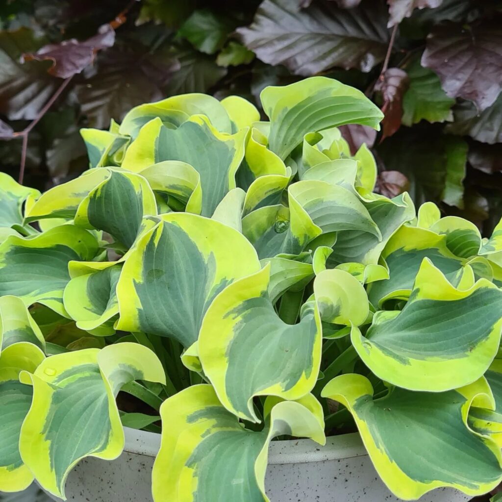 How To Grow And Care For Hosta