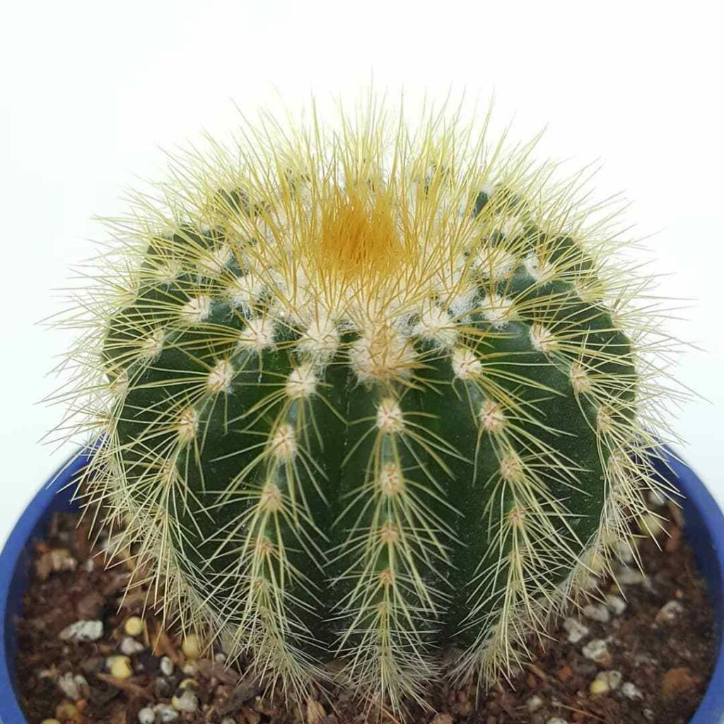 Top 40 Most Popular Types Of Cacti Pictorial Guide