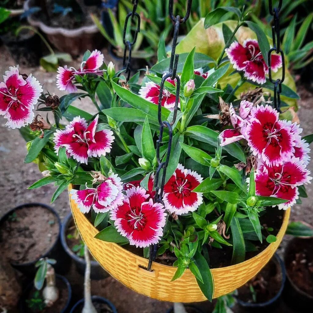 How To Grow And Care For Dianthus