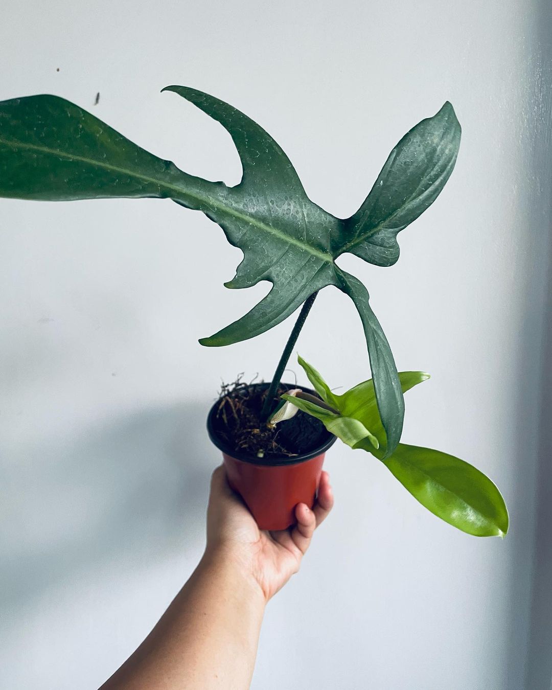 How To Propagate Philodendron