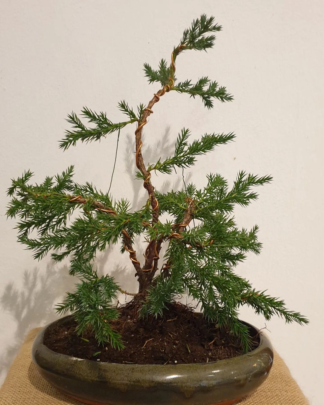 How To Propagate Juniperus