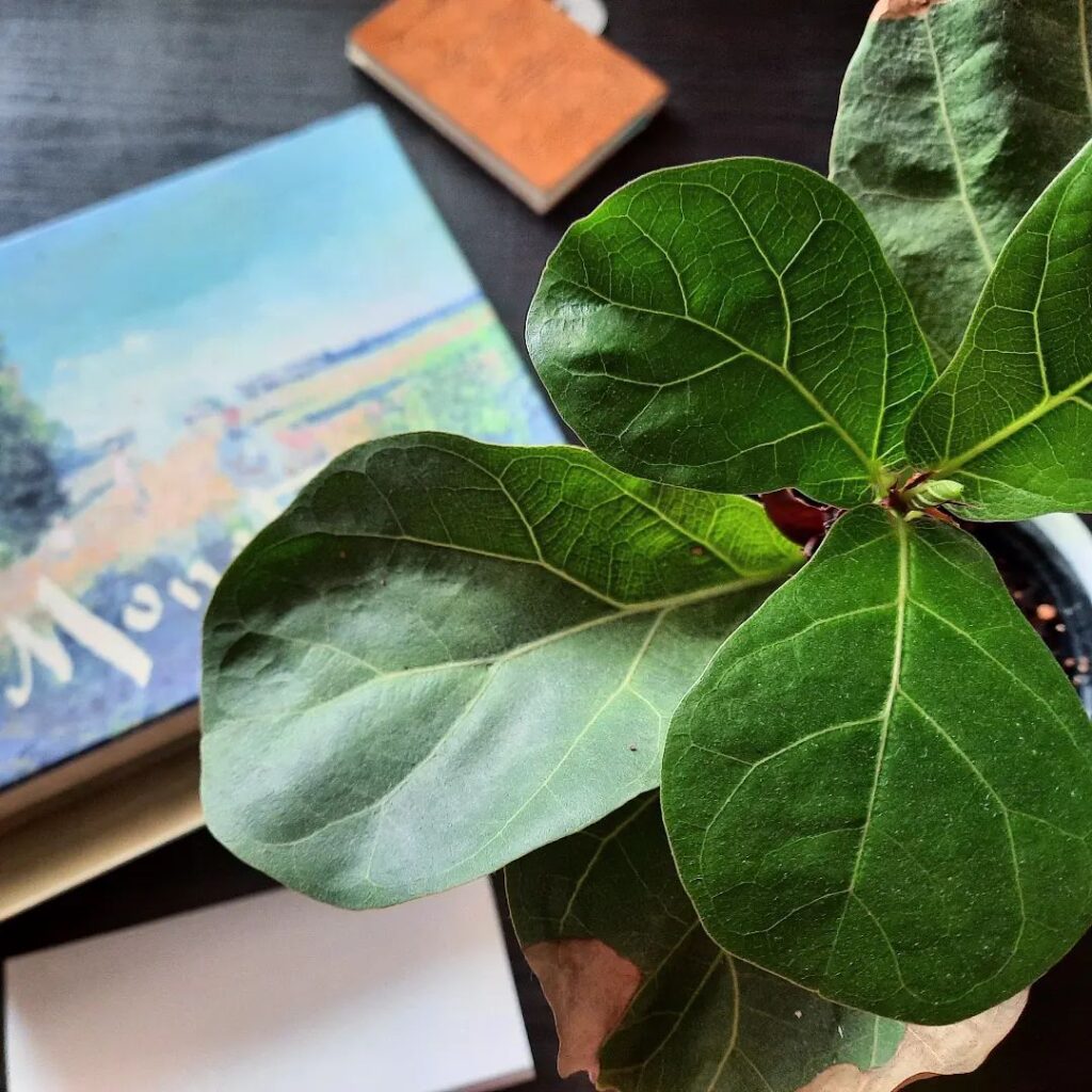 How To Care For Your Fiddle Leaf Fig: Tips And Tricks For This Popular Plant