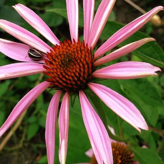 Top 5 FAQ And Answers For Echinacea