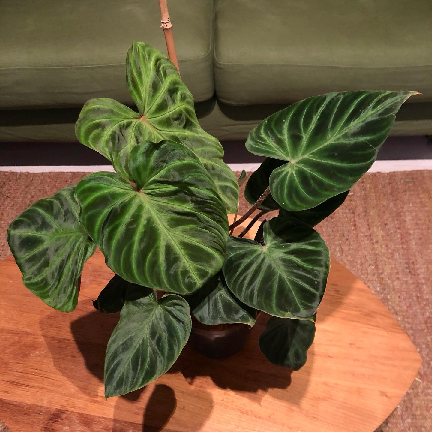 Top 5 FAQ And Answers For Green Houseplants