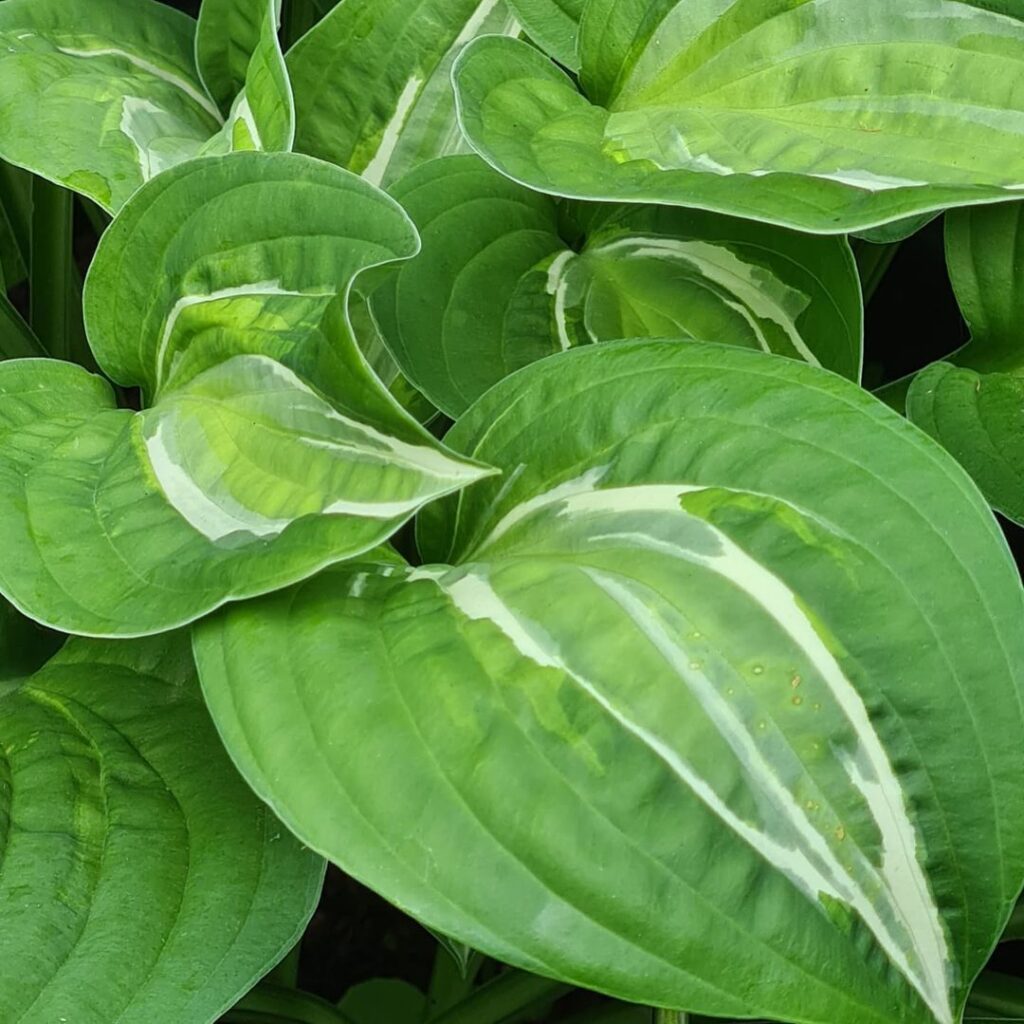 Top 40 Most Popular Types Of Hosta Pictorial Guide