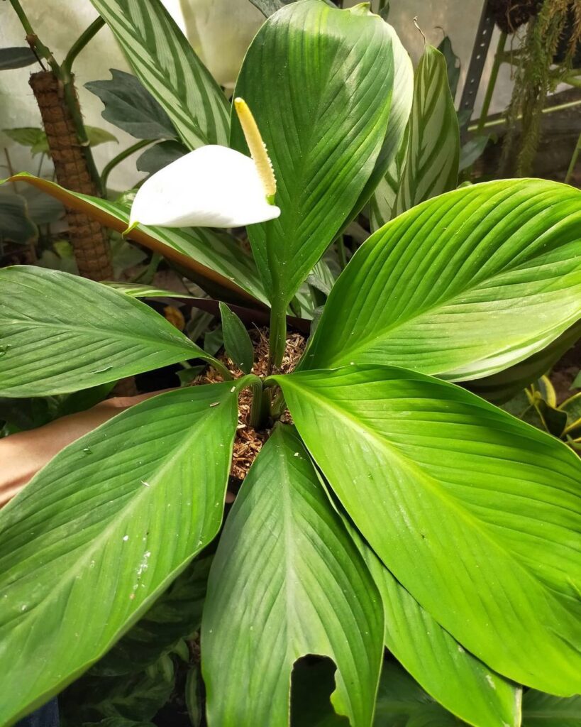 How To Propagate Spathiphyllum
