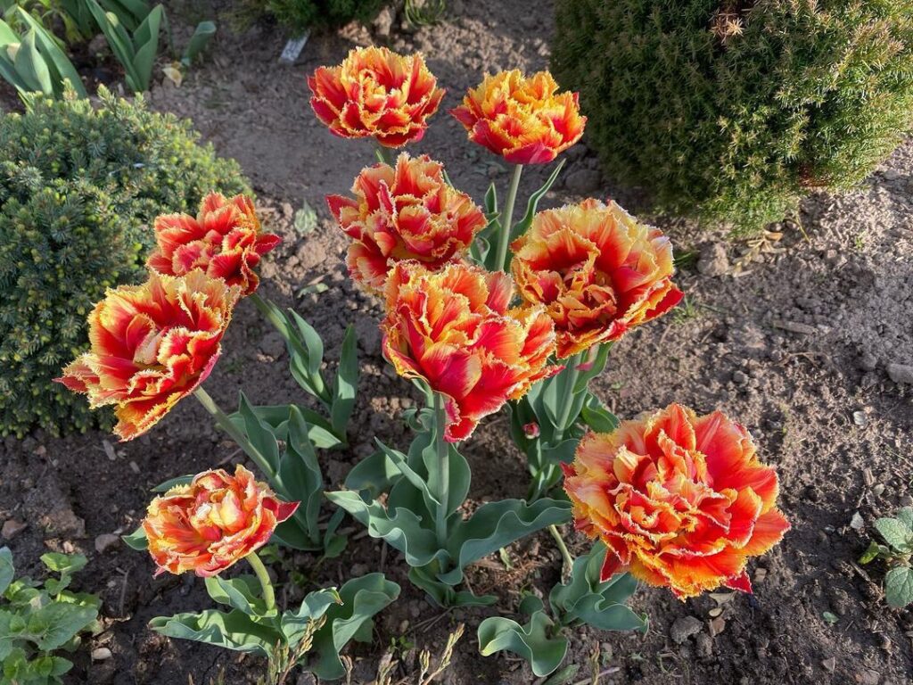 How To Grow And Care For Tulipa