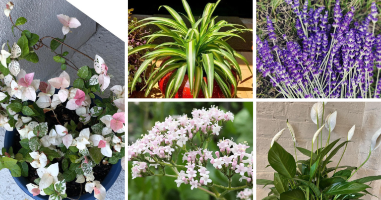 7 Calming Plants For Your Bedroom That Will Help You Sleep Better