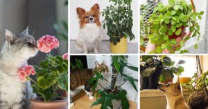 7 Myths About Indoor Plants That You Need To Stop Believing