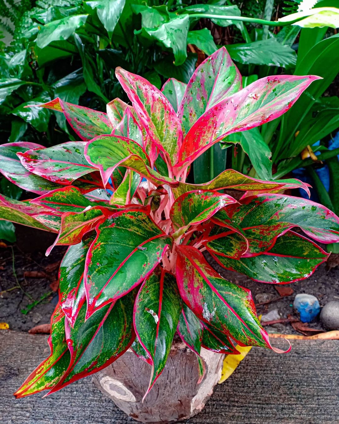 Top 5 FAQ And Answers For Red Houseplants