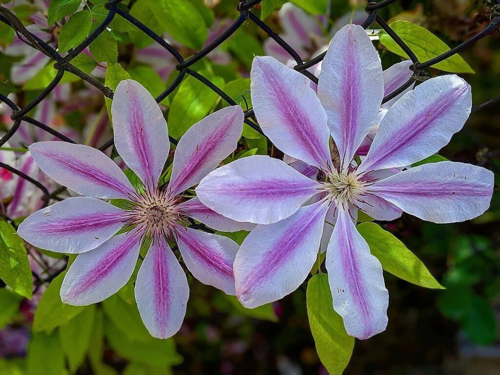 Top 40 Most Popular Types Of Clematis Pictorial Guide