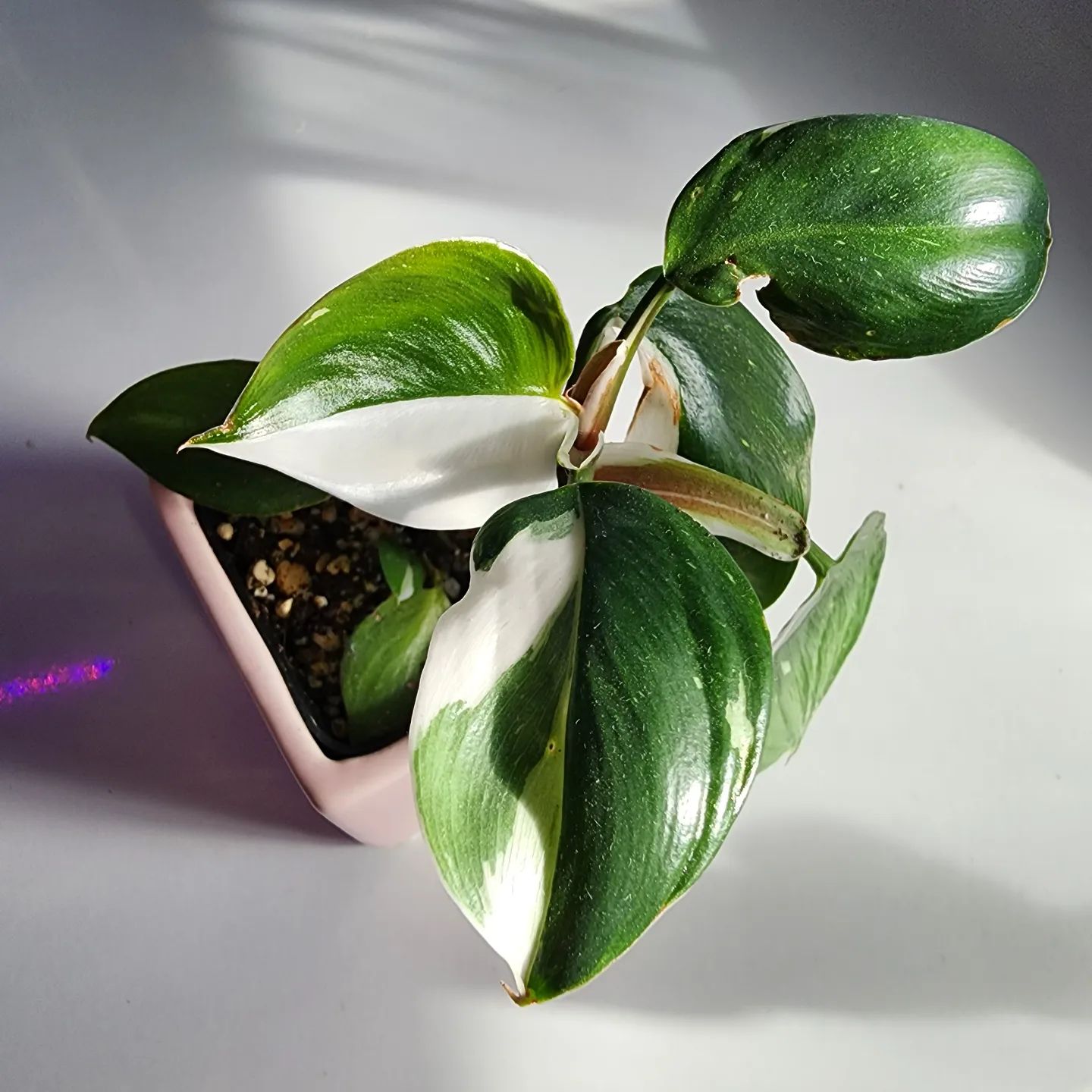 Top 5 FAQ And Answers For Green Houseplants
