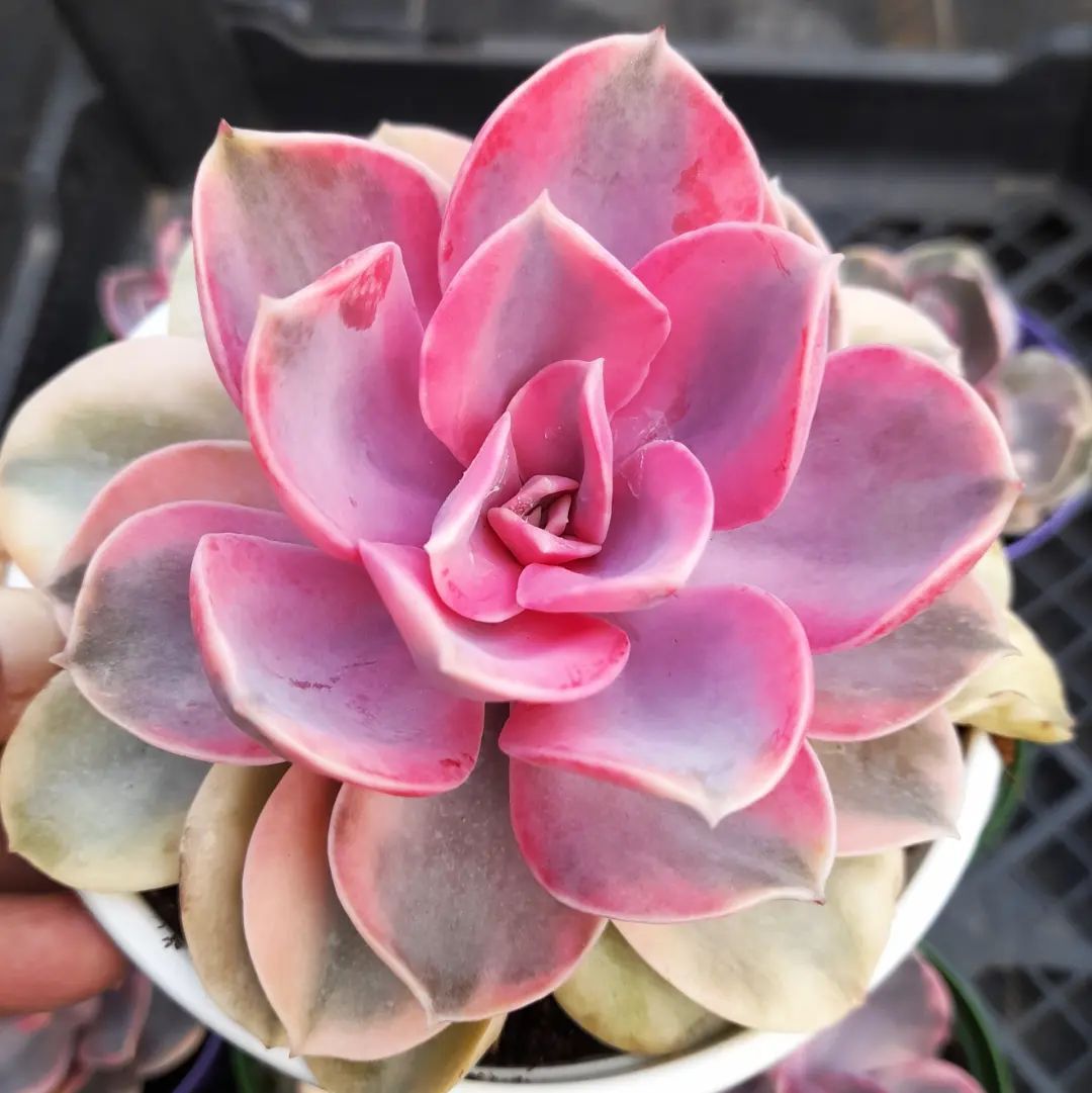 Top 5 FAQ And Answers For Echeveria