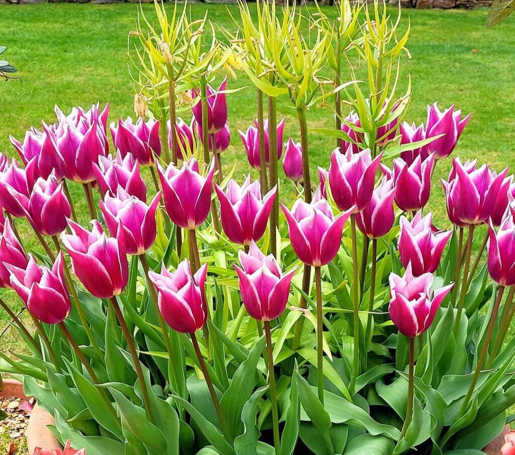 How To Grow And Care For Tulipa