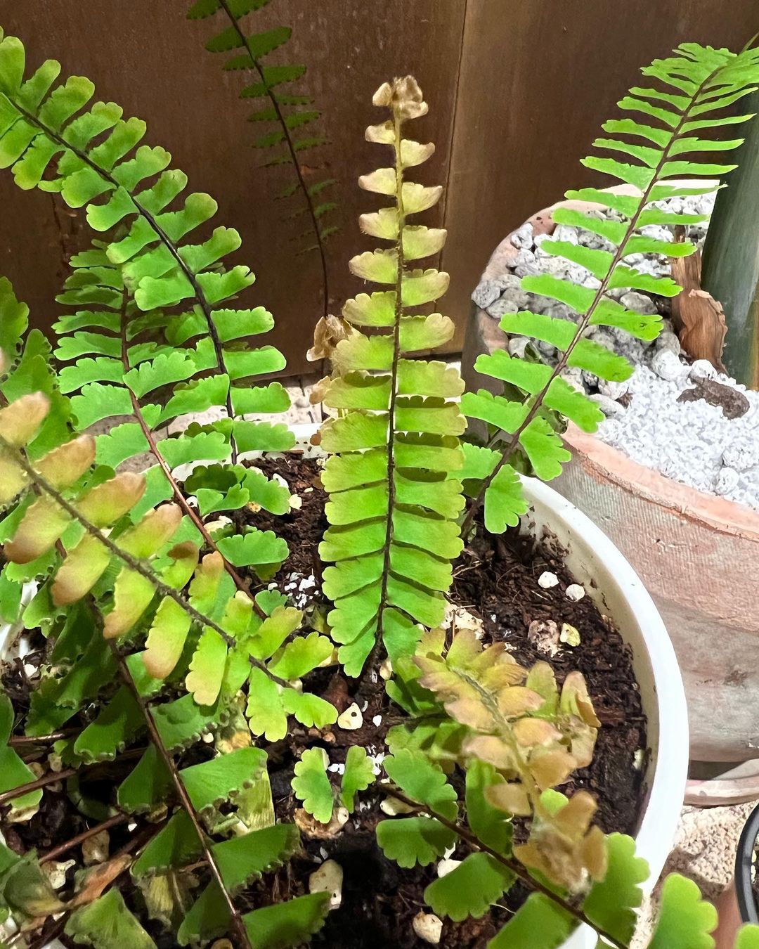 Top 5 FAQ And Answers For Adiantum Fern