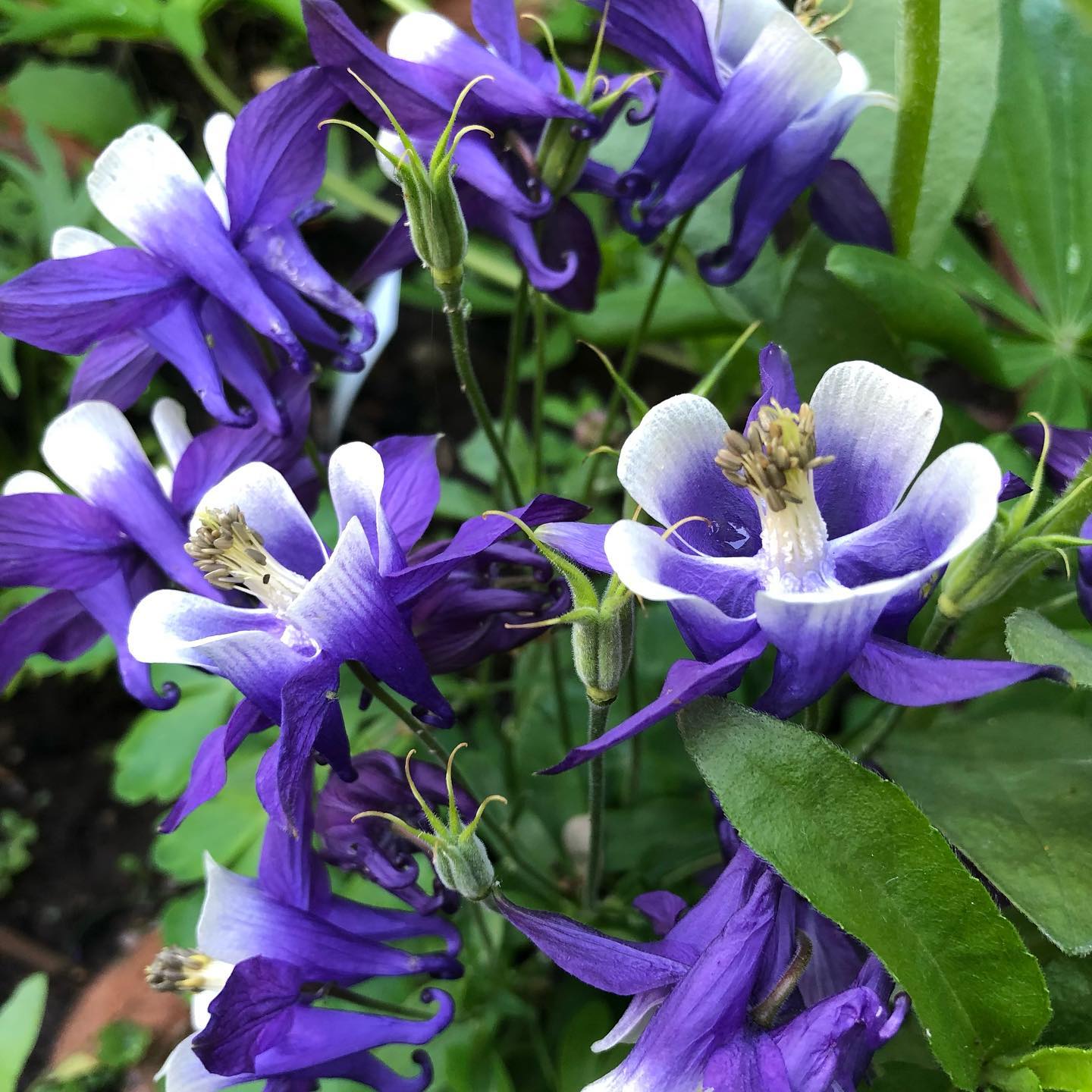 Top 5 FAQ And Answers For Aquilegia