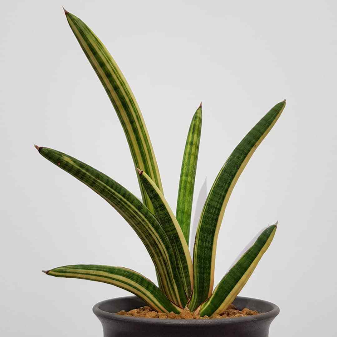 Top 5 FAQ And Answers For Sansevieria
