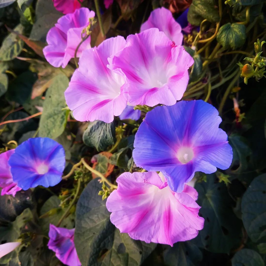 Top 5 FAQ And Answers For Convolvulus