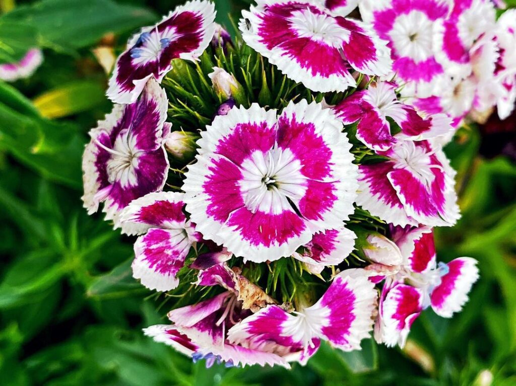 Top 5 FAQ And Answers For Dianthus