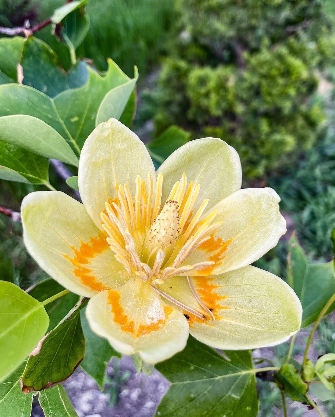 Top 5 FAQ And Answers For Liriodendron