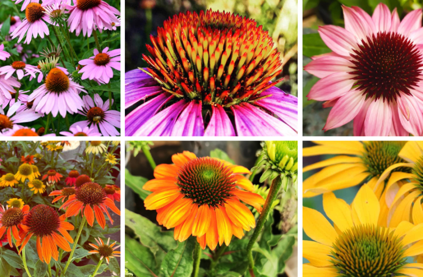 9 Types Of Echinacea Pictorial Guide