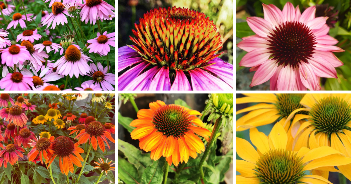 9 Types Of Echinacea Pictorial Guide