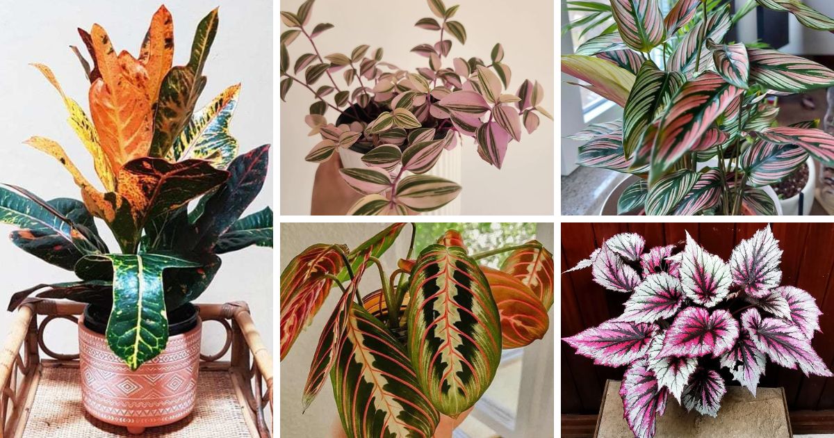 From Crimson to Indigo 10 Rainbow Houseplants To Bring Your Home To Life