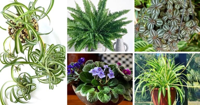 Houseplants That Will Make Your Dog Happy And Healthy