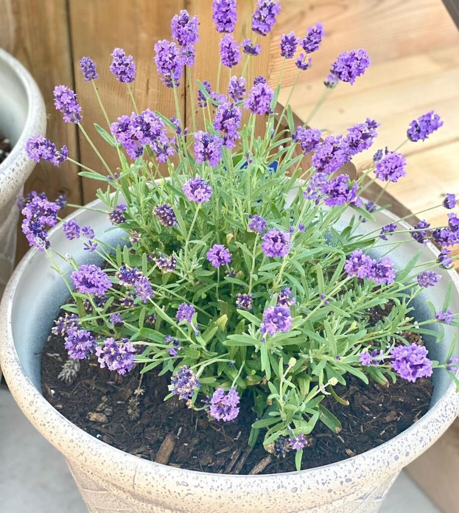 Lavandula Angustifolia (English Lavender)