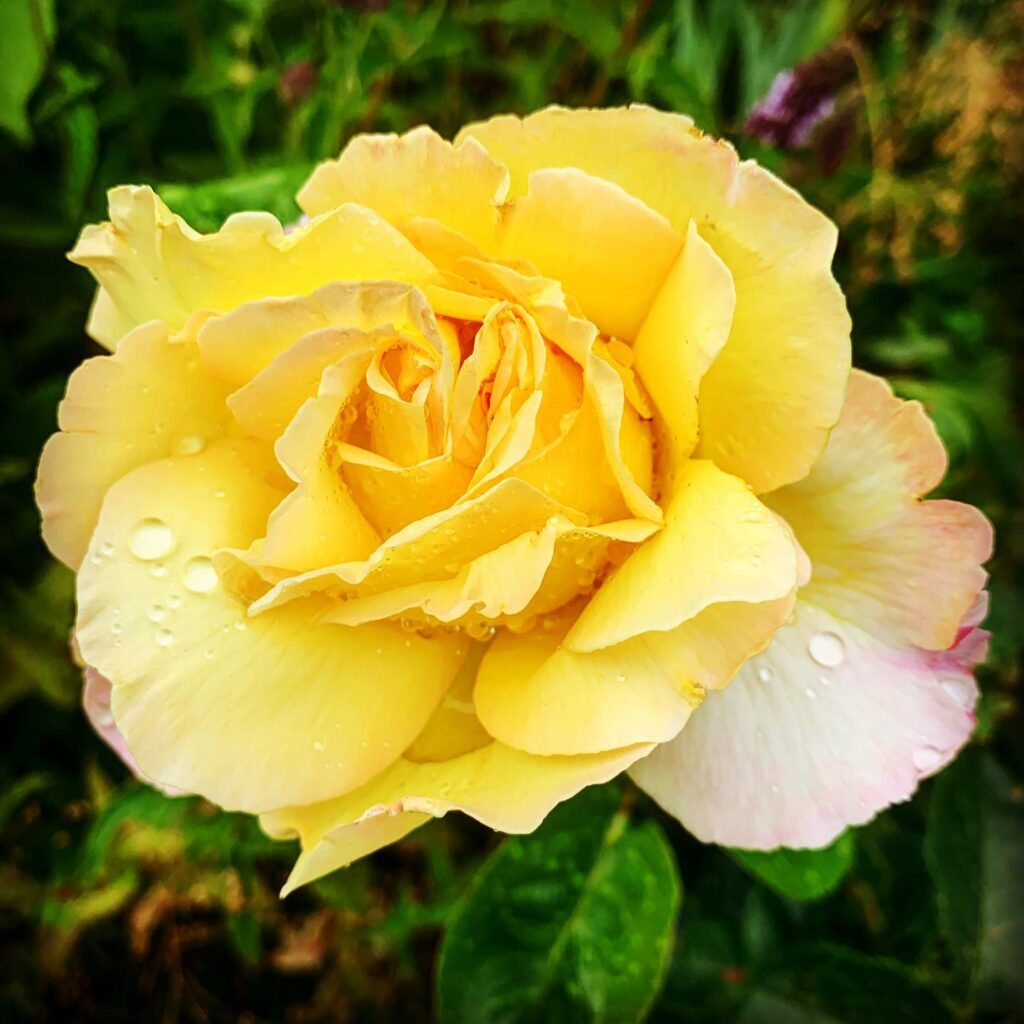 'Peace' Rose