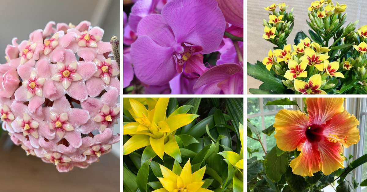 Ready For A Home Makeover? These 10 Flowering Houseplants Will Do the Trick!
