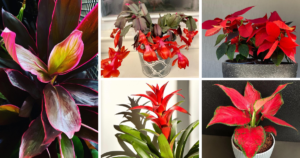 Red Alert: The Best 10 Houseplants To Bring A Touch Of Red To Your Home