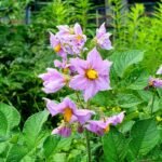 10 Popular Types Of Solanum Pictorial Guide