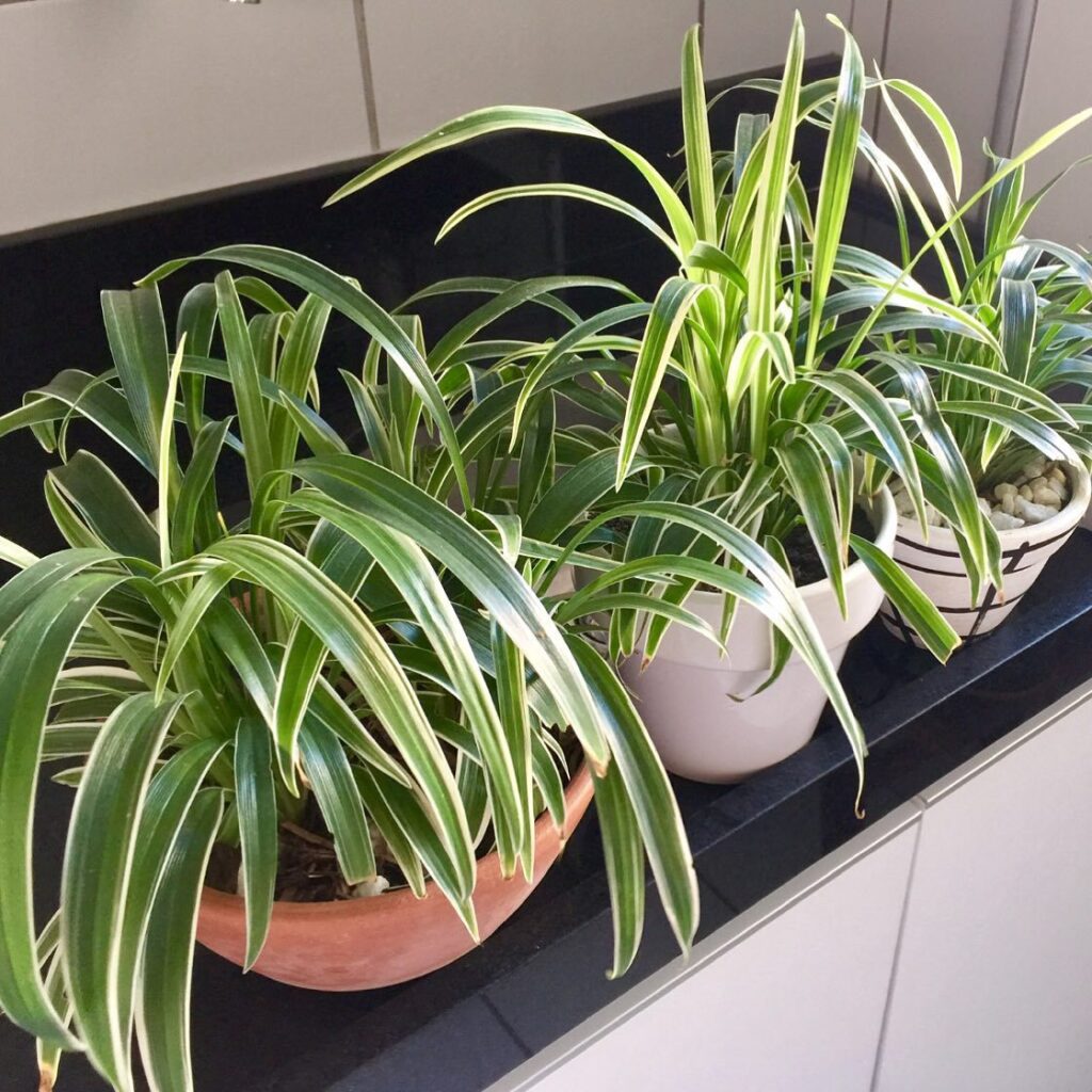 Spider Plant (Chlorophytum Comosum)