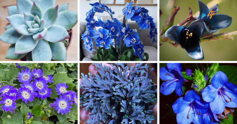 These 10 Blue Houseplants Will Make Your Friends Green With Envy