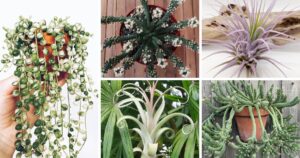These Strangely Fascinating Houseplants Will Leave You Speechless