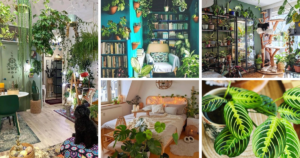Top 10 Low Light Houseplants That Will Thrive In Any Room