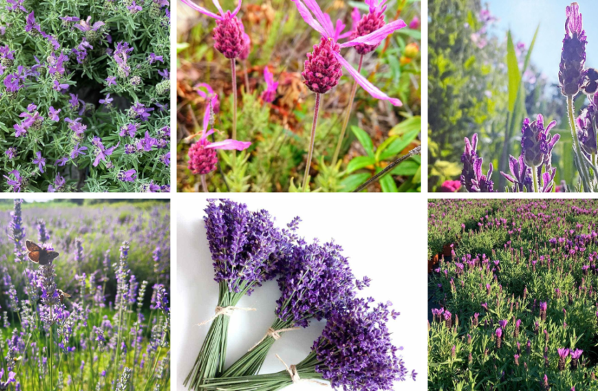 Top 10 Most Popular Types Of Lavender Pictorial Guide