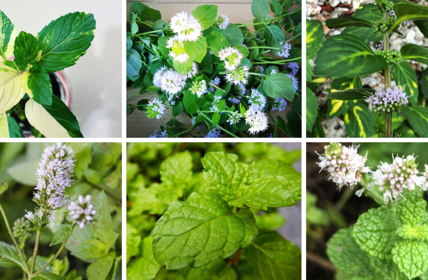 Top 10 Most Popular Types Of Mentha Plant Pictorial Guide