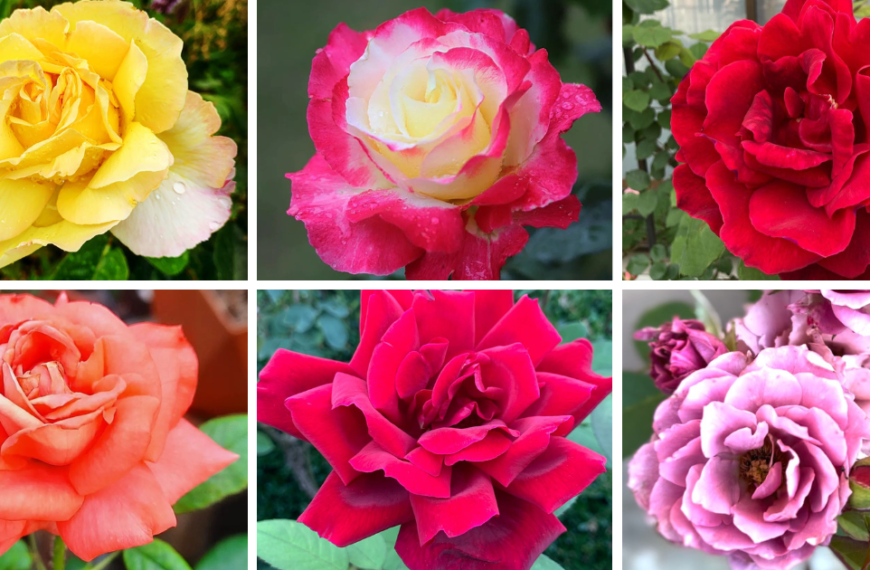 Top 10 Most Popular Types Of Rose Pictorial Guide