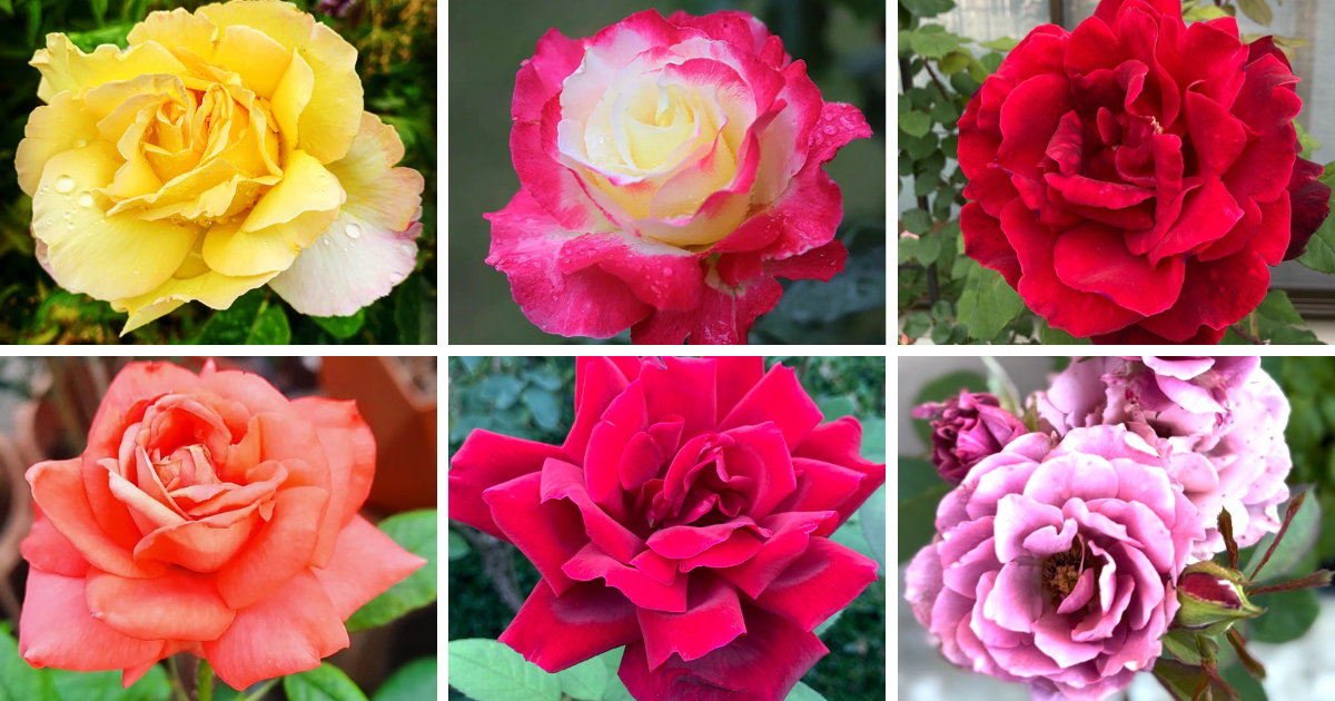 Top 10 Most Popular Types Of Rose Pictorial Guide