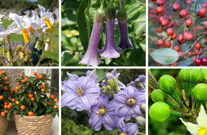 Top 10 Most Popular Types Of Solanum Pictorial Guide
