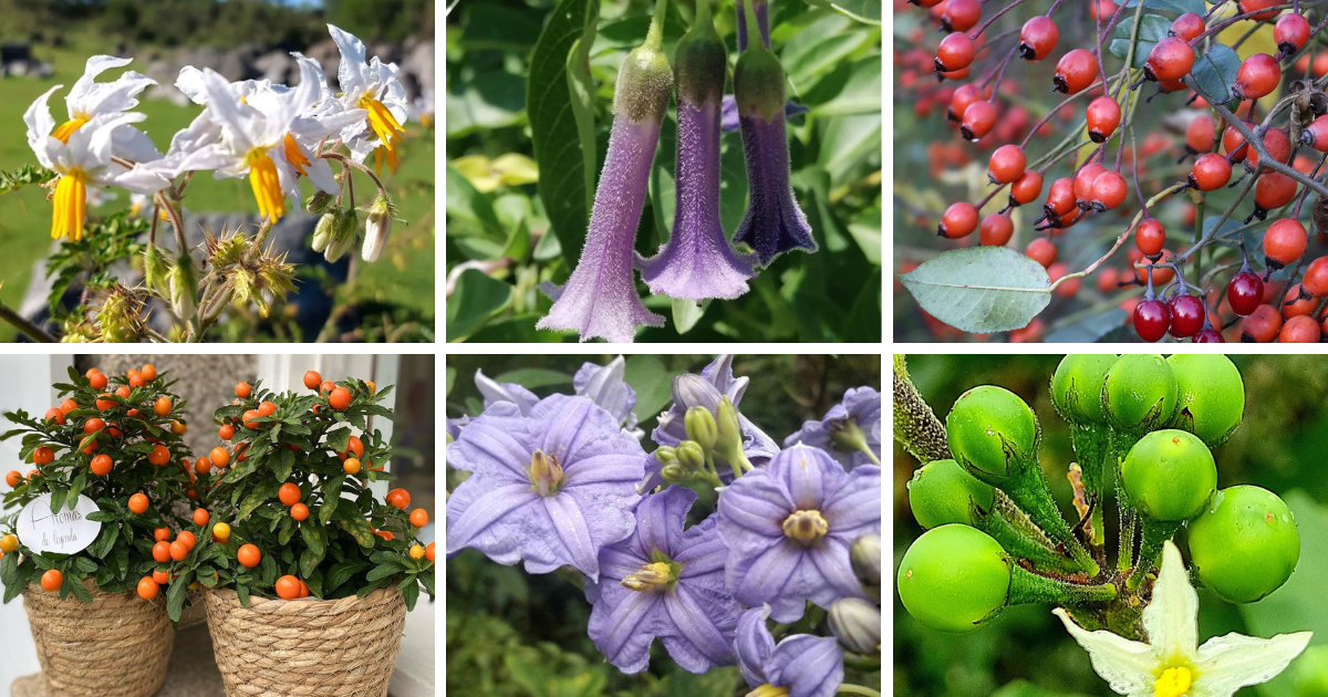 Top 10 Most Popular Types Of Solanum Pictorial Guide