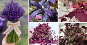 Top 10 Purple Houseplants For Your Beautiful Home
