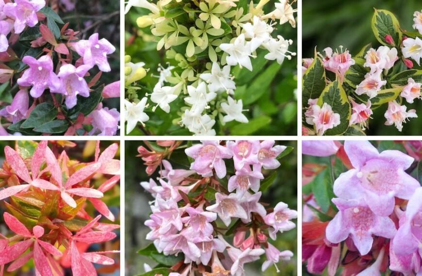 12 Popular Types Of Abelia Pictorial Guide