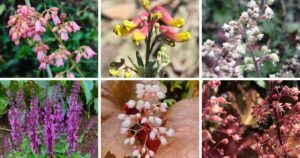 Top 15 Most Popular Types Of Heuchera Pictorial Guide